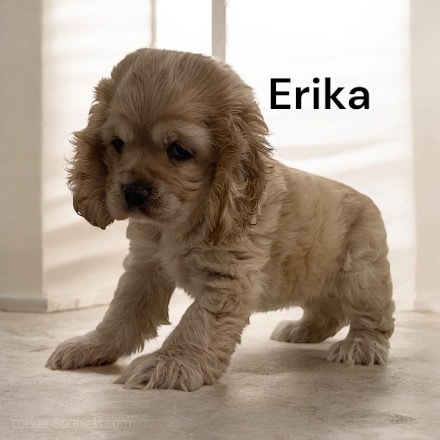 puppy, for, sale, Cocker Spaniel, Joe & Cherri  Overlease, dog, breeder, Miller, MO, dog-breeder, puppy-for-sale, forsale, nearby, find, puppyfind, locator, puppylocator, aca